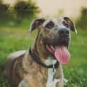Photo of Moose