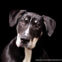 Photo of Nixon (On Hold Pending Adopt)~ Bull Arab X