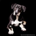 Photo of Nixon (On Hold Pending Adopt)~ Bull Arab X