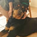 Photo of Tye ~ Gentle Rotti ~ Rehomed 1/11/14