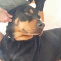 Photo of Tye ~ Gentle Rotti ~ Rehomed 1/11/14