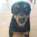 Photo of Tye ~ Gentle Rotti ~ Rehomed 1/11/14