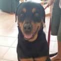 Photo of Tye ~ Gentle Rotti ~ Rehomed 1/11/14