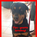Photo of Tye ~ Gentle Rotti ~ Rehomed 1/11/14