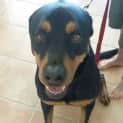 Photo of Tye ~ Gentle Rotti ~ Rehomed 1/11/14