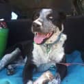 Photo of Valentine. (Tino) (Adoption Pending)
