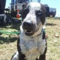 Photo of Valentine. (Tino) (Adoption Pending)