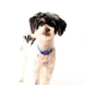 Photo of Opie ~ Shih Tzu X (On Trial 18/10/14)