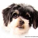 Photo of Opie ~ Shih Tzu X (On Trial 18/10/14)