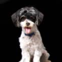 Photo of Opie ~ Shih Tzu X (On Trial 18/10/14)