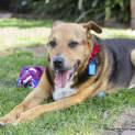 Photo of Ralph (Medical Hold)~ German Shepherd X