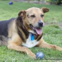 Photo of Ralph (Medical Hold)~ German Shepherd X