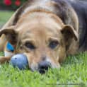 Photo of Ralph (Medical Hold)~ German Shepherd X