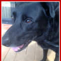 Photo of Albert <Behavioural Hold> ~ Labrador ~ Only $200