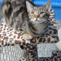 Photo of Pheonix