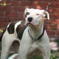 Photo of Indii