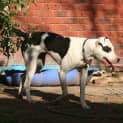 Photo of Indii