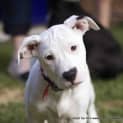 Photo of Tulip (On Trial 14/12/14)~ Lab X Bull Arab Puppy