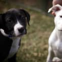Photo of Tulip (On Trial 14/12/14)~ Lab X Bull Arab Puppy