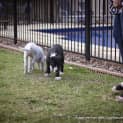 Photo of Tulip (On Trial 14/12/14)~ Lab X Bull Arab Puppy