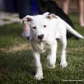Photo of Tulip (On Trial 14/12/14)~ Lab X Bull Arab Puppy