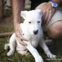 Photo of Tulip (On Trial 14/12/14)~ Lab X Bull Arab Puppy