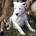 Photo of Tulip (On Trial 14/12/14)~ Lab X Bull Arab Puppy