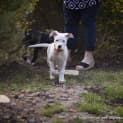 Photo of Tulip (On Trial 14/12/14)~ Lab X Bull Arab Puppy