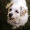 Photo of Bobby (On Hold Pend Adopt)~ Maltese X Cavalier