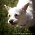 Photo of Bobby (On Hold Pend Adopt)~ Maltese X Cavalier