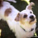 Photo of Bobby (On Hold Pend Adopt)~ Maltese X Cavalier