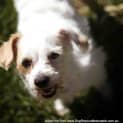 Photo of Bobby (On Hold Pend Adopt)~ Maltese X Cavalier