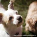 Photo of Bobby (On Hold Pend Adopt)~ Maltese X Cavalier