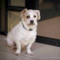 Photo of Bobby (On Hold Pend Adopt)~ Maltese X Cavalier