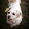 Photo of Bobby (On Hold Pend Adopt)~ Maltese X Cavalier
