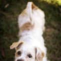 Photo of Bobby (On Hold Pend Adopt)~ Maltese X Cavalier