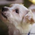 Photo of Bobby (On Hold Pend Adopt)~ Maltese X Cavalier