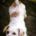 Photo of Bobby (On Hold Pend Adopt)~ Maltese X Cavalier
