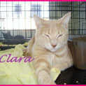 Photo of Clara
