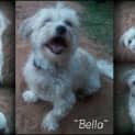 Photo of Bella