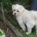 Photo of Pixie (On Trial 24/10/14) ~ Maltese, 4yo