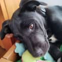 Photo of Vinnie   4 Month Old Labrador X (Trial)