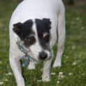 Photo of Queen Chloe ~ Rehomed 2/11/14