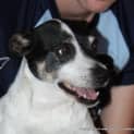 Photo of Queen Chloe ~ Rehomed 2/11/14