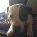 Photo of Daisy (On Trial 6/12/14)~ Purebred American Staffy