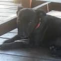 Photo of Saige (Adoption Pending)