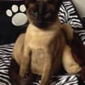 Photo of Princess