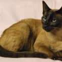 Photo of Princess