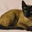Photo of Princess