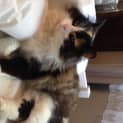 Photo of Gilly
